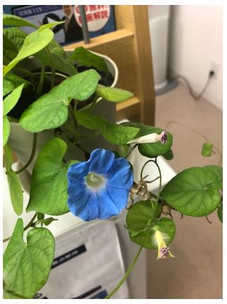 アサガオが 咲いた 短日植物と長日植物 中学受験プロ講師ブログ