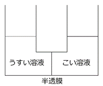 半透膜の実験画像１