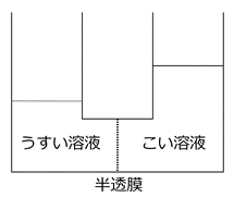 半透膜の実験画像２